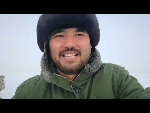 Видео: Тай көкпар. Ұлттық спорт. Көкпар