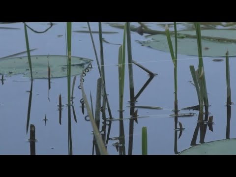 Видео: Рыбалка на Фидер!Наживка мотыль!