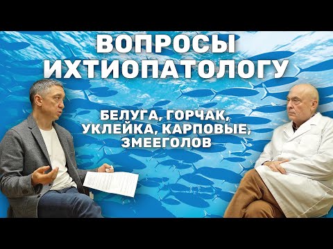 Видео: Всё-таки возможно ли выращивать Белугу на Карасе? Ихтиопатолог про выращивание рыб в прудах