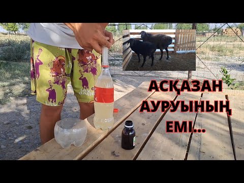 Видео: Қой ауырып жем-шөп жемей қойды..