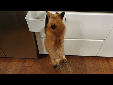 Видео: Алиса - лиса. Разговоры на кухне.