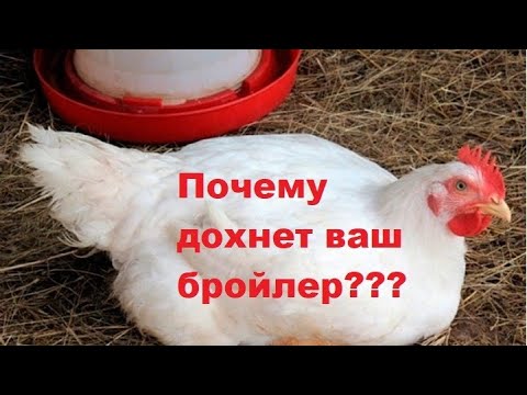 Видео: Почему дохнет бройлер?Как не допустить падеж птицы?
