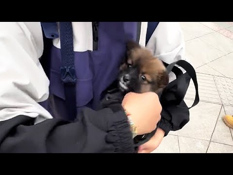 Видео: Конец света! Дочь тайком от меня завела в доме щенка!