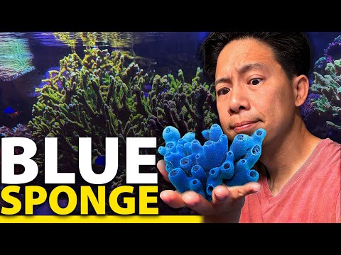 Видео: Я наконец-то получила Синюю Губку!! НО...