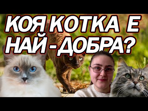 Видео: СЛЕД ТОВА ВИДЕО ЩЕ ЗНАЕШ КАКВА КОТКА ДА СИ ВЗЕМЕШ!