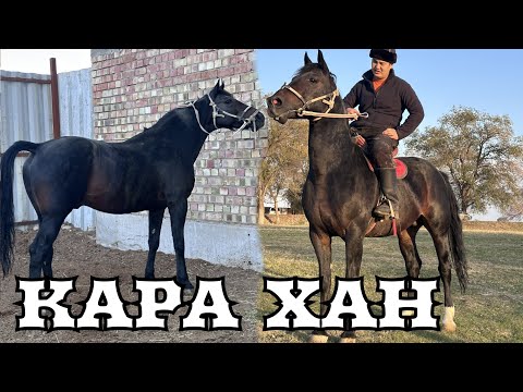 Видео: КАРа ХАН