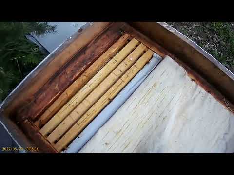 Видео: Осмотр пчелопакетов из Узбекистана. развитие спустя один месяц .