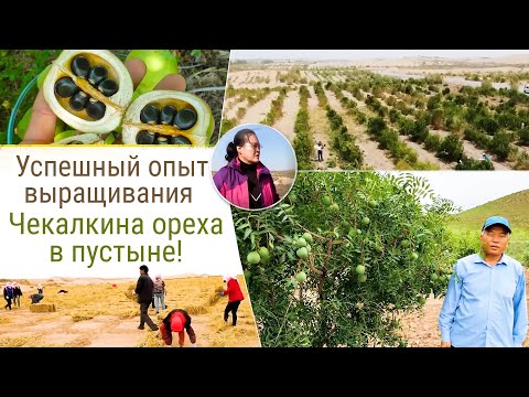 Видео: Успешный опыт выращивания Чекалкина ореха в пустыне Китая!