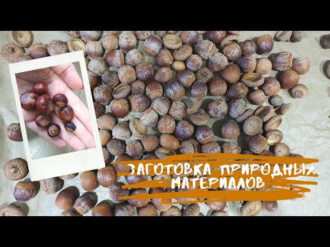 Видео: Заготовка природных материалов. Сушка и хранение. Желуди и каштаны.
