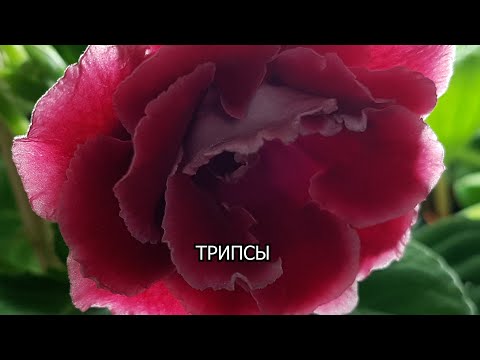 Видео: Трипсы на глоксинии. Спасаю комнатные растения. Применение Актары  и  Актеллика.
