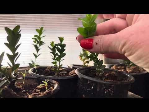 Видео: Обзор. .Достаем маточники гортензии. Навожу порядок.