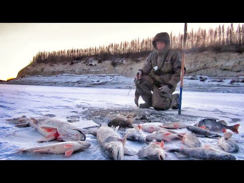 Видео: БЕШЕННЫЙ КЛЁВ, ОКУНИ КОНИ ЗА КИЛО, ЩУКИ БАЗУКИ! ЯКУТИЯ ПЕРВЫЙ ЛЁД день 3