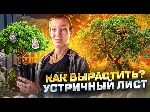 Видео: Зелень с вкусом УСТРИЦ?! Технология выращивания Мертензии!