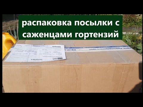 Видео: Посылка с гортензиями!  Распаковка посылки. Новые сорта гортензий и не только.