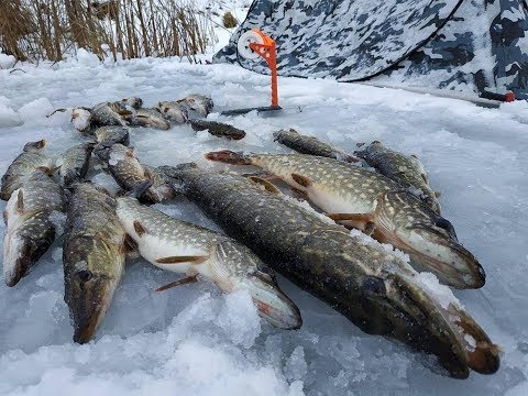 Видео: Жерлица Проф монтаж+авторская оснастка ,порвала залив Десны. Рыбалка № 2