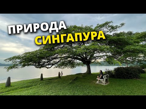 Видео: Пляжи и тропические леса Сингапура | Sentosa island and Lower Peirce Reservoir Singapore