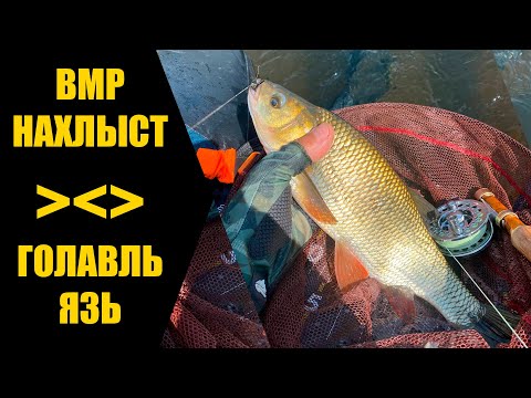 Видео: НАХЛЫСТ С ПЛОТИКА\ ВМР \ ГОЛАВЛЬ, ЯЗЬ