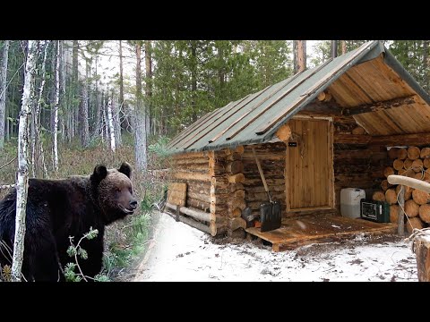 Видео: Весной живу в таёжной избе. Охота на  медведя.