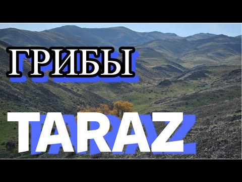 Видео: Тараз "ГРИБЫ 2024" #тараз #казахстан