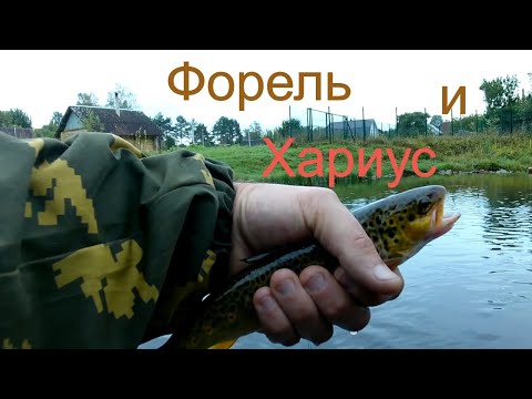 Видео: Форель и Хариус на небольшой речке в Ленинградской области.