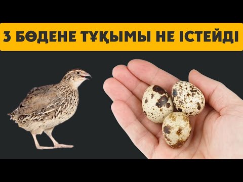 Видео: 2 БӨДЕНЕ ЖҰМЫРТҚАСЫН КҮНДЕ ЖЕП АУРУДЫ ҰМЫТТЫМ, Бөдене жұмыртқасы құпиясы, Керек арнасы