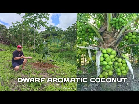 Видео: Новости фермы: как посадить карликовый ароматный кокос Нам Хом