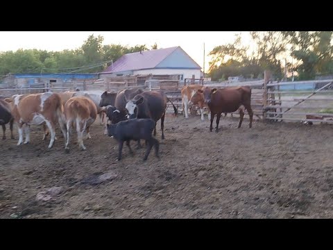 Видео: Әр түрлі тақырыпқа әңгіме.