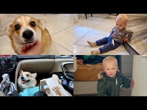Видео: новая комната 😬забрали собак 🩷семья в сборе 🙌🏼VLOG