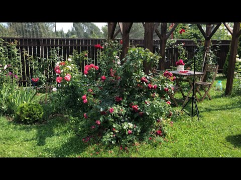 Видео: Обрезка плетистой розы после первой волны цветения. Все просто!🌹Роза Флорентина.