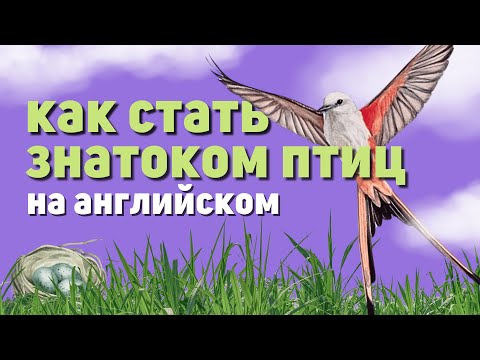 Видео: Интерактивный урок по игре Wingspan — Словарный запас орнитолога