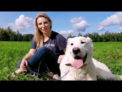 Видео: Все о суках САО. Характеры, содержание, достоинства и недостатки.