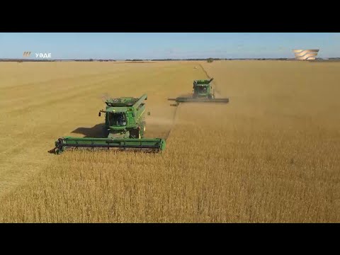Видео: Ақмола облысындағы Ақкөл ауданында жайылымдық жер тапшы. «Уәде»