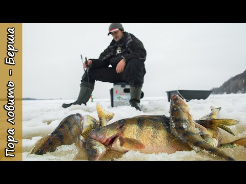 Видео: Вот это берши!!! Ловля берша на тюльку на реке Кама. Как поймать берша зимой. [Пора ловить Берша]