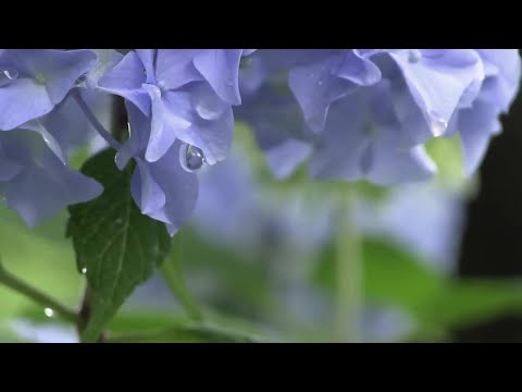 Видео: Ференц Лист - «Грезы любви» - Ferenc Liszt
