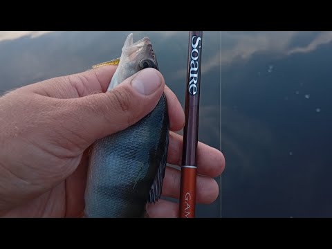 Видео: Перша тестова риболовля з shimano soare game s709uls 0,5-4g