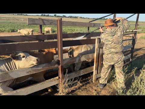 Видео: Покупка купка КРС