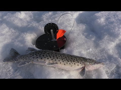 Видео: Клёвые жерлицы на щуку. Бегаем на Талакане. Winter fishing in Russia.