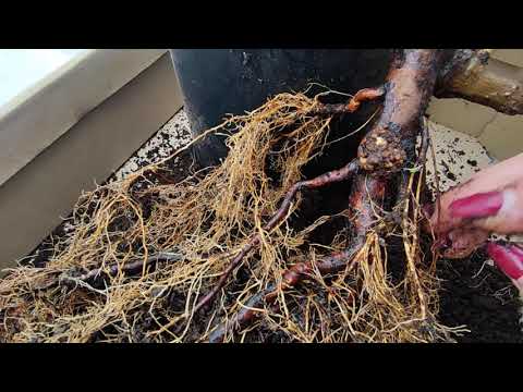 Видео: БАКТЕРИАЛЬНЫЙ РАК РОЗ  ⁉️ДАВАЙТЕ РАССТАВИМ ВСЕ ТОЧКИ НАД   i ⁉️