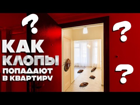 Видео: Как клопы попадают в квартиры