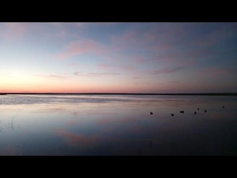 Видео: Охота на уток 2025 г.(большая охота!)