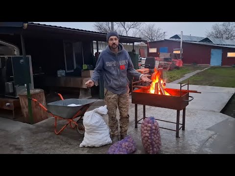 Видео: Весна посадкова🥔🥔🥔Княгиня‼️Два дня і верх Жива вага‼️Ціна на поросята,чи залежить від ваги та віку❓️