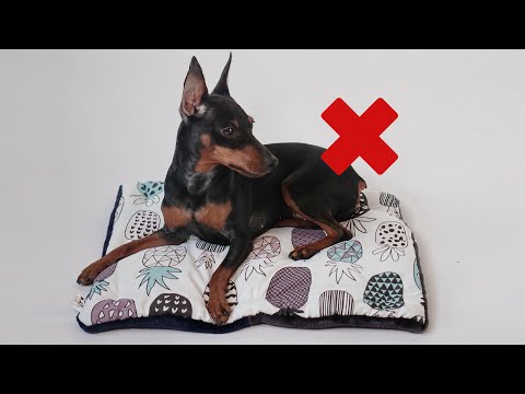 Видео: 7 минусов Цвергпинчера. Что скрывает красивая картинка?
