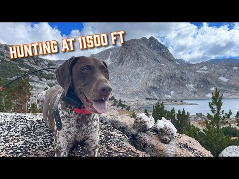 Видео: Самая неуловимая горная охота Калифорнии — белая куропатка