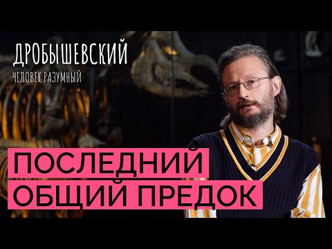Видео: Родня человека от моллюсков до сапиенсов: как понять, что такое «общие предки»?