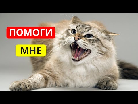 Видео: ПРИЗНАКИ того, что КОШКЕ БОЛЬНО.  Как КОШКА просит о ПОМОЩИ