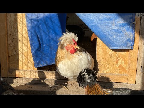 Видео: Куры несушки живут на даче сами Надо выполнить обязательные условия