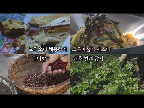Видео: Sustainable Natural Vegetable Garden Vlog | Паста со стеблями сладкого картофеля