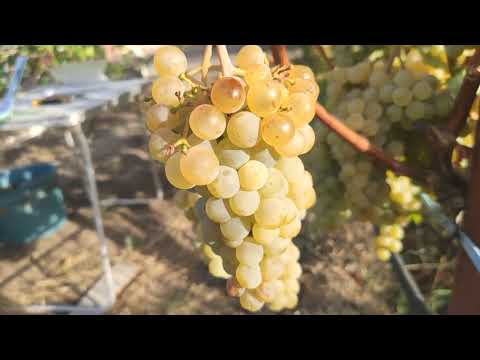 Видео: Технический виноград Цитронный Магарача.