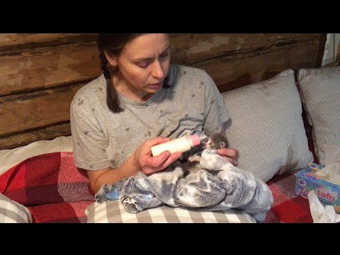 Видео: Пытаюсь кормить новорождённого котёнка.