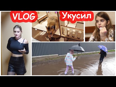 Видео: VLOG Алису укусил Хомка